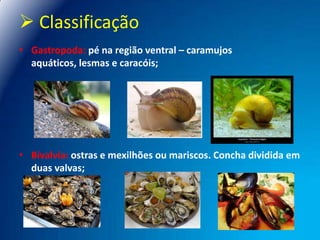  Classificação
• Gastropoda: pé na região ventral – caramujos
aquáticos, lesmas e caracóis;

• Bivalvia: ostras e mexilhões ou mariscos. Concha dividida em
duas valvas;

 