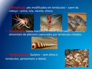 • Cefalophoda: pés modificados em tentáculos – saem da
cabeça – polvo, lula, náutilo, choco;

• Scaphopoda: todos marinhos e vivem enterrados na areia. Se
alimentam de plâncton capturados por tentáculos ciliados;

• Polyplacophora; Quítons – sem olhos e
tentáculos, apresentam a rádula;

 