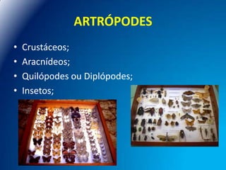 ARTRÓPODES
•
•
•
•

Crustáceos;
Aracnídeos;
Quilópodes ou Diplópodes;
Insetos;

 