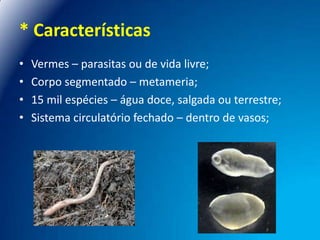 * Características
•
•
•
•

Vermes – parasitas ou de vida livre;
Corpo segmentado – metameria;
15 mil espécies – água doce, salgada ou terrestre;
Sistema circulatório fechado – dentro de vasos;

 