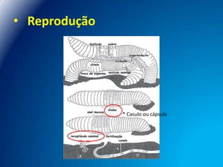 • Reprodução

* Casulo ou cápsula

 