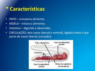 * Características
•
•
•
•

PAPO – armazena alimento;
MOELA – tritura o alimento;
Intestino – digerido e absorvido;
CIRCULAÇÃO: dois vasos (dorsal e ventral), ligados entre si por
pares de vasos laterais (coração);

 