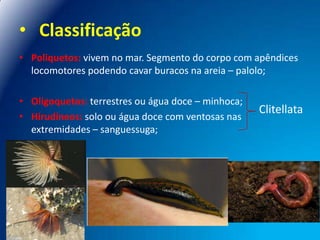 • Classificação
• Poliquetos: vivem no mar. Segmento do corpo com apêndices
locomotores podendo cavar buracos na areia – palolo;
• Oligoquetos: terrestres ou água doce – minhoca;
• Hirudíneos: solo ou água doce com ventosas nas
extremidades – sanguessuga;

Clitellata

 