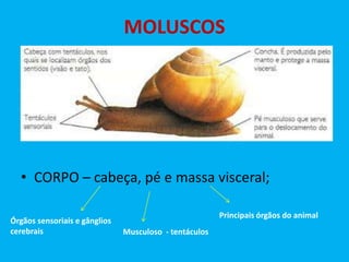 MOLUSCOS
•
•
•
•

Mollis – mole;
Maioria marinhos;
Simetria bilateral;
Triblásticos e celomados;

• CORPO – cabeça, pé e massa visceral;
Órgãos sensoriais e gânglios
cerebrais

Principais órgãos do animal
Musculoso - tentáculos

 