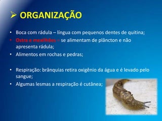  ORGANIZAÇÃO
• Boca com rádula – língua com pequenos dentes de quitina;
• Ostra e mexilhões – se alimentam de plâncton e não
apresenta rádula;
• Alimentos em rochas e pedras;

• Respiração: brânquias retira oxigênio da água e é levado pelo
sangue;
• Algumas lesmas a respiração é cutânea;

 