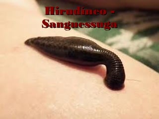 Hirudíneo Sanguessuga

 
