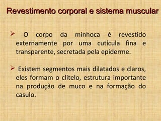 Revestimento corporal e sistema muscular


O corpo da minhoca é revestido
externamente por uma cutícula fina e
transparente, secretada pela epiderme.

 Existem segmentos mais dilatados e claros,
eles formam o clitelo, estrutura importante
na produção de muco e na formação do
casulo.

 