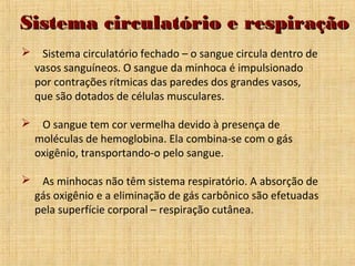 Sistema circulatório e respiração


Sistema circulatório fechado – o sangue circula dentro de
vasos sanguíneos. O sangue da minhoca é impulsionado
por contrações rítmicas das paredes dos grandes vasos,
que são dotados de células musculares.



O sangue tem cor vermelha devido à presença de
moléculas de hemoglobina. Ela combina-se com o gás
oxigênio, transportando-o pelo sangue.



As minhocas não têm sistema respiratório. A absorção de
gás oxigênio e a eliminação de gás carbônico são efetuadas
pela superfície corporal – respiração cutânea.

 