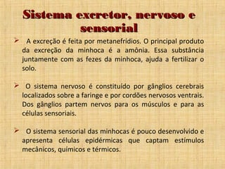 Sistema excretor, nervoso e
sensorial
 A excreção é feita por metanefrídios. O principal produto
da excreção da minhoca é a amônia. Essa substância
juntamente com as fezes da minhoca, ajuda a fertilizar o
solo.
 O sistema nervoso é constituído por gânglios cerebrais
localizados sobre a faringe e por cordões nervosos ventrais.
Dos gânglios partem nervos para os músculos e para as
células sensoriais.
 O sistema sensorial das minhocas é pouco desenvolvido e
apresenta células epidérmicas que captam estímulos
mecânicos, químicos e térmicos.

 