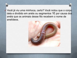 O Você já viu uma minhoca, certo? Você notou que o corpo

dela e dividido em anéis ou segmentos ?É por causa dos
anéis que os animais desse filo recebem o nome de
anelídeos.

 