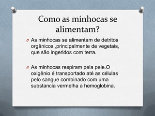 Como as minhocas se
alimentam?
O As minhocas se alimentam de detritos

orgânicos ,principalmente de vegetais,
que são ingeridos com terra.
O As minhocas respiram pela pele.O

oxigênio é transportado até as células
pelo sangue combinado com uma
substancia vermelha a hemoglobina.

 