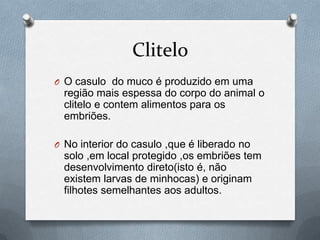 Clitelo
O O casulo do muco é produzido em uma

região mais espessa do corpo do animal o
clitelo e contem alimentos para os
embriões.
O No interior do casulo ,que é liberado no

solo ,em local protegido ,os embriões tem
desenvolvimento direto(isto é, não
existem larvas de minhocas) e originam
filhotes semelhantes aos adultos.

 