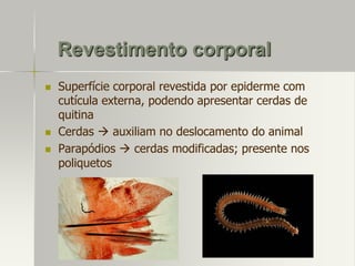 Revestimento corporal





Superfície corporal revestida por epiderme com
cutícula externa, podendo apresentar cerdas de
quitina
Cerdas  auxiliam no deslocamento do animal
Parapódios  cerdas modificadas; presente nos
poliquetos

 