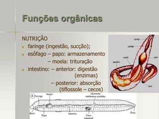 Funções orgânicas
NUTRIÇÃO

faringe (ingestão, sucção);

esôfago – papo: armazenamento
– moela: trituração

intestino: – anterior: digestão
(enzimas)
– posterior: absorção
(tiflossole – cecos)

 