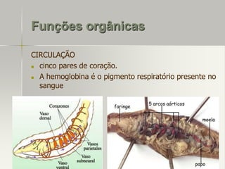 Funções orgânicas
CIRCULAÇÃO

cinco pares de coração.

A hemoglobina é o pigmento respiratório presente no
sangue

 