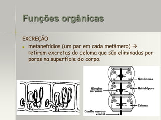 Funções orgânicas
EXCREÇÃO

metanefrídios (um par em cada metâmero) 
retiram excretas do celoma que são eliminadas por
poros na superfície do corpo.

 