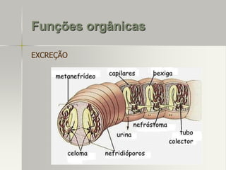 Funções orgânicas
EXCREÇÃO

 