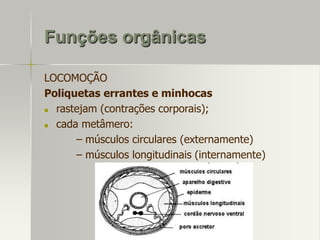 Funções orgânicas
LOCOMOÇÃO
Poliquetas errantes e minhocas

rastejam (contrações corporais);

cada metâmero:
– músculos circulares (externamente)
– músculos longitudinais (internamente)

 