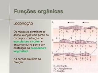 Funções orgânicas
LOCOMOÇÃO
Os músculos permitem ao
animal alongar uma parte do
corpo por contração da
musculatura circular e
encurtar outra parte por
contração da musculatura
longitudinal

As cerdas auxiliam na
fixação

 