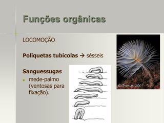Funções orgânicas
LOCOMOÇÃO
Poliquetas tubícolas  sésseis

Sanguessugas

mede-palmo
(ventosas para
fixação).

 