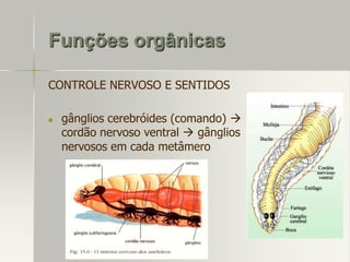 Funções orgânicas
CONTROLE NERVOSO E SENTIDOS


gânglios cerebróides (comando) 
cordão nervoso ventral  gânglios
nervosos em cada metâmero

 