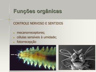 Funções orgânicas
CONTROLE NERVOSO E SENTIDOS




mecanorreceptores;
células sensíveis à umidade;
fotorrecepção

 