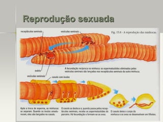 Reprodução sexuada

 