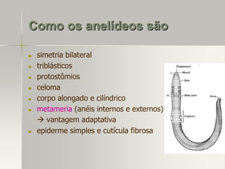 Como os anelídeos são









simetria bilateral
triblásticos
protostômios
celoma
corpo alongado e cilíndrico
metameria (anéis internos e externos)
 vantagem adaptativa
epiderme simples e cutícula fibrosa

 
