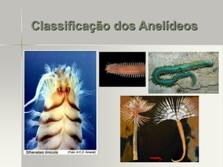 Classificação dos Anelídeos

 