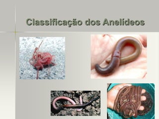 Classificação dos Anelídeos

 