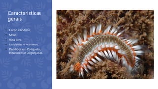 Características
gerais
 Corpo cilíndrico.
 Mole.
 Vida livre.
 Dulcícolas e marinhos.
 Divididos em Poliquetas,
Hirudíneos e Oligoquetas.
 