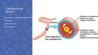 Características
gerais
 Celomados = esqueleto hidrostático.
 Triblásticos.
 2 Mesodermes.
 Protostômios.
 