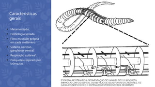 Características
gerais
 Metamerizado.
 Homologia seriada.
 Fibra muscular própria
em cada metâmero.
 Sistema nervoso
ganglionar ventral.
 Respiração cutânea*.
 Poliquetas respiram por
brânquias.
 