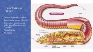 Características
gerais
 Sistema digestório completo.
 Papo, moela, cecos e tiflossole.
 Cinco vasos sanguíneos ao
redor do esôfago como seu
“coração”.
 Vasos laterais.
 Hemolinfa.
 