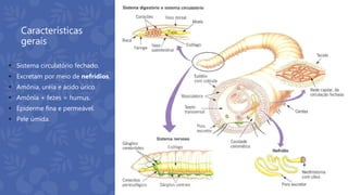 Características
gerais
 Sistema circulatório fechado.
 Excretam por meio de nefrídios.
 Amônia, uréia e ácido úrico.
 Amônia + fezes = humus.
 Epiderme fina e permeável.
 Pele úmida.
 