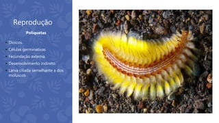 Reprodução
 Dioicos.
 Células germinativas
 Fecundação externa.
 Desenvolvimento indireto.
 Larva ciliada semelhante a dos
moluscos
Poliquetas
 