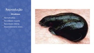 Reprodução
 Hermafroditas.
 Fecundação cruzada.
 Fecundação interna.
 Desenvolvimento direto
Hirudíneos
 