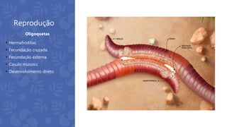 Reprodução
 Hermafroditas.
 Fecundação cruzada.
 Fecundação externa.
 Casulo mucoso.
 Desenvolvimento direto.
Oligoquetas
 