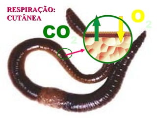 RESPIRAÇÃO:
RESPIRAÇÃO:
CUTÂNEA
CUTÂNEA
CO2
O2
 