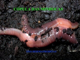 CÓPULA DAS MINHOCAS
CÓPULA DAS MINHOCAS
SÃO HERMAFRODITAS
SÃO HERMAFRODITAS
 
