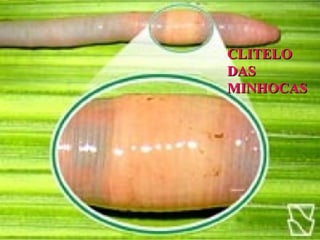 CLITELO
CLITELO
DAS
DAS
MINHOCAS
MINHOCAS
 