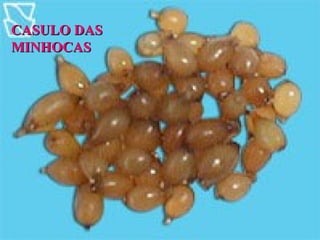CASULO DAS
CASULO DAS
MINHOCAS
MINHOCAS
 