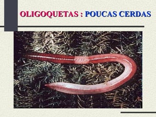 OLIGOQUETAS :
OLIGOQUETAS : POUCAS CERDAS
POUCAS CERDAS
 