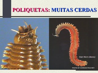 POLIQUETAS:
POLIQUETAS: MUITAS CERDAS
MUITAS CERDAS
 