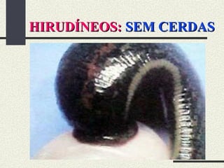 HIRUDÍNEOS:
HIRUDÍNEOS: SEM CERDAS
SEM CERDAS
 
