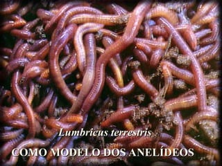 Lumbricus terrestris
Lumbricus terrestris
COMO MODELO DOS ANELÍDEOS
COMO MODELO DOS ANELÍDEOS
 