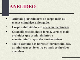 ANELÍDEO
• Animais pluricelulares de corpo mais ou
menos cilíndrico e alongado.
• Corpo subdividido, em anéis ou metâmeros.
• Os anelídeos são, desta forma, vermes mais
evoluídos que os platelmintos e
nematelmintos, que são ametaméricos.
• Muito comuns nas hortas e terrenos úmidos,
as minhocas estão entre os mais conhecidos
anelídeos.
 
