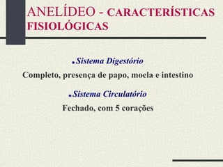 ANELÍDEO - CARACTERÍSTICAS
FISIOLÓGICAS
.Sistema Digestório
Completo, presença de papo, moela e intestino
.Sistema Circulatório
Fechado, com 5 corações
 