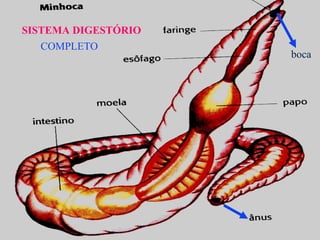 SISTEMA DIGESTÓRIO
boca
COMPLETO
 