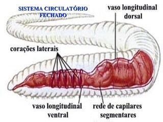 SISTEMA CIRCULATÓRIO
SISTEMA CIRCULATÓRIO
FECHADO
FECHADO
 